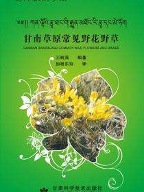 甘南草原常见野花野草